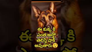 Millionaire dog 😲 telugu shortsfeed shortvideo trending youtubeshorts shorts dog rich [upl. by Earased]