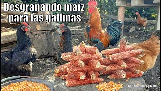 Desgranando maíz a mano para las gallinas quotEl Rincón del Sogueroquot [upl. by Baggott]