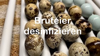 Bruteier desinfizieren  Bruteidesinfektion bei Kunstbrut  Eier säubern  Hühnerhaltung  Hühner [upl. by Annoet551]