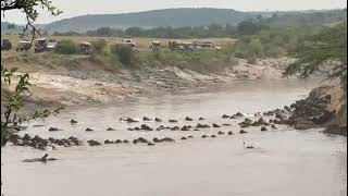 River crossing Serengeti wildebeest migration [upl. by Kushner]