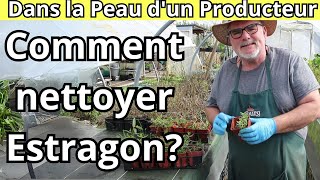 Comment nettoyer et maintenir lestragon de Provence en pleine santé [upl. by Fulvi519]