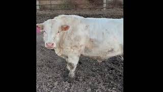 5 Bulls  Sell Dec 4th At Dunlap Livestock Auction [upl. by Jarnagin]