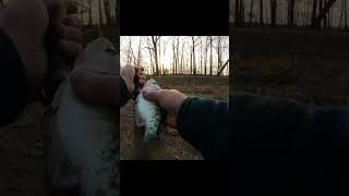 crappie fishing  Bank Crappie [upl. by Ecertap324]