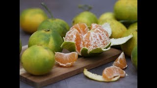 25 Deux agrumes résistants à 1012°C  le Yuzu et le Satsuma [upl. by Nnylaehs]