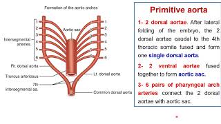 Development pharyngeal arch arteries  development aortic arch Foetal circulation [upl. by Prud642]