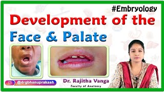 Development of the Face and Palate  Human Embryology by Dr Rajitha [upl. by Elay]