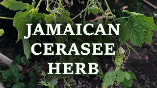 Benefits of The Jamaican Cerasee Herb  Bush Tea medicinalplants [upl. by Lenox539]