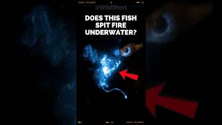 This Fish Spits Fire And Light Underwater  Cardinal Fish Spit Light fish bioluminescence [upl. by Eednac]