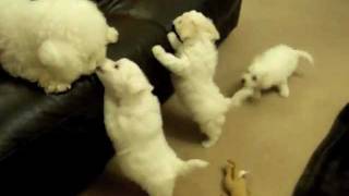 Poppys 7 Week Old Bichon Puppies  mybichoncouk [upl. by Stephenie426]