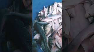 Fising video 8 fish bdfishinglife fishing trending shorts [upl. by Inwat]