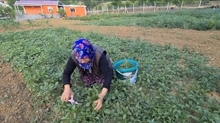 BU YABANİ OTU TADIN DERİM ✅ KÖYDE KIŞ HAZIRLIĞI YABANİ OTLARDAN BAŞLADI  BOL KARA SİRKEN DONDURDUK [upl. by Dre]