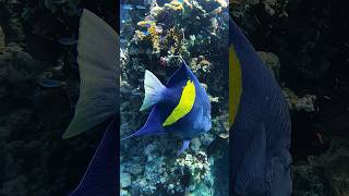 Halfmoon Angelfish  Pomacanthus maculosus 😳🧜‍♀️ shorts egypt redsea [upl. by Salangi]