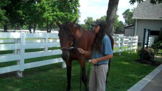 Kentucky Horse Park Mr Muscleman July 6 2011MP4 [upl. by Evaleen]