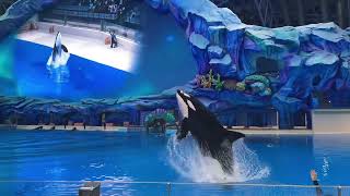 Chimelong Spaceship Killer Whale Show Wave Machine [upl. by Domingo]