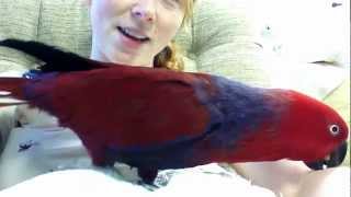 Talkative Eclectus [upl. by Aissej]