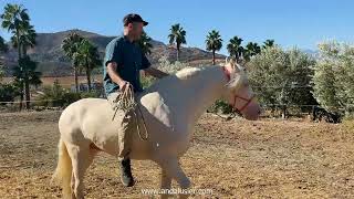 Pernales Andalusier Wallach gelding wwwandalusiercom [upl. by Enohpets867]