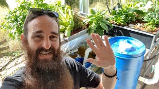 Aquaponics System  Trial Biofilter and System Update [upl. by Kreg]