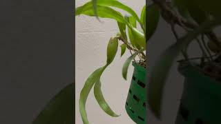 Coelogyne Fimbriata [upl. by Naynek]