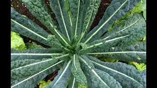 HOW TO GROW CAVOLO NERO [upl. by Fidole]