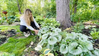 Trimming Brunnera Fixing amp Splitting Hakonechloa All Gold Grass Planting Impatiens Max Outside🐱 [upl. by Eveivenej578]