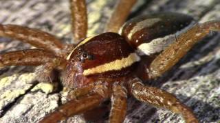 Rantahämähäkki  Dolomedes fimbriatus [upl. by Adnalram]