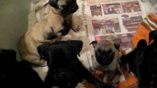 Pug Puppies in pen crying and wimpering [upl. by Lette477]