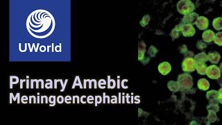 Primary Amoebis Meningoencephalitis amp Naegleria FowleriNaegleriasis  AmoebaAmeba USMLE Step 1 [upl. by Lucchesi921]