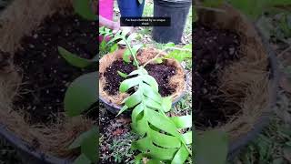 Planting a Fern Leaf Cactus shorts [upl. by Nahc]