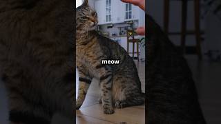 Cats can “TALK” to their humans [upl. by Eimot]