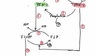 Regulation of Phosphofructokinase [upl. by Yelsehc19]