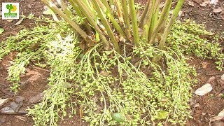 How to Make Money  Cardamom Farming with Low Investment and High Profit in Shade Abandoned Places [upl. by Dressler]