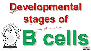 How the B cells develop in Bone marrow [upl. by Wiskind909]