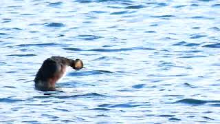 BLacknecked Grebe at Radleyoxonbirdingblogspotcouk [upl. by Cirded]