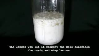 Milk Kefir Time Lapse 36 Hours [upl. by Jacintha70]