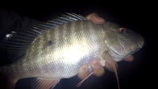 CUTBAIT Fishing for SNAPPERS and GRUNTS LauderdalebytheSea FL [upl. by Ydarg520]