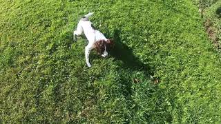 Springer Spaniel pup 8 months old Training to Hunt for a Ball [upl. by Eizeerb]