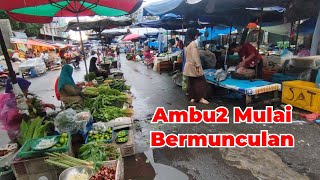 SETELAH MENGHILANG  SESAAT DI PASAR MUNCUL IKAN AMBU2 DI MEJA PEDAGANG [upl. by Lonergan]