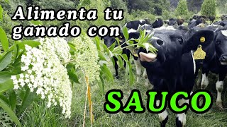 Herbario Con Sauco Sambucus sp tu ganado se nutre mejor produce más y reduce emisiones GEI [upl. by Ahsiekam]