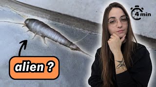 4 minutes pour comprendre le POISSON DARGENT [upl. by Berl343]