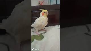 cookie cookie song with piku cockatielsinging cockatiel birds cockatielsound pets [upl. by Adaval]