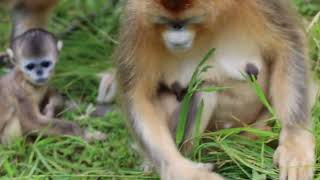 A moment of a baby golden snubnosed monkey love [upl. by Thecla227]