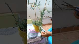 Dejando bonito mi Clavel Andaluz carnations jardin claveles houseplants cosasdeljardin jardim [upl. by Chill]