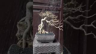 How to Repotting Bonsai  Bonsai by jaberbonsai bonsai shorts wrightiareligiosa [upl. by Aisayt484]