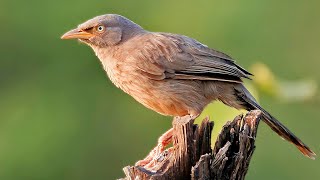 Bird Call of Jungle Babbler Turdoides striata Seven sisters Seven Brother सातभाई पक्षी [upl. by Kaycee]