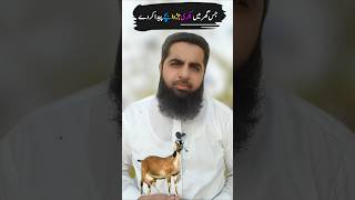 Jis Gbar Main Bakri Jurwa Bachy Peda Kar Day Safdar Islamic Tube [upl. by Wistrup838]