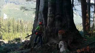 FALLING BIG RED CEDAR [upl. by Alfie900]