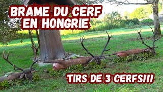 Brame du cerf en Hongrie tirs de 3 cerfsHirschbrunft in HungarnRed Stag hunting in Hungary [upl. by Anerehs386]