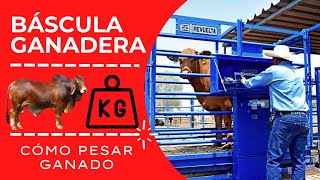 BÁSCULA GANADERA  CÓMO PESAR GANADO  BÁSCULA PARA GANADO [upl. by Ahseinek]