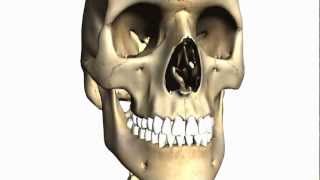 Foramina of the Skull and Cranial Fossae  Anatomy Tutorial PART 1 [upl. by Minnnie]