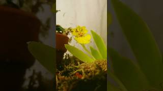 Psygmorchis pusilla orchid blooming time lapse orchid plantastix timelapse miniorchid [upl. by Asecnarf]